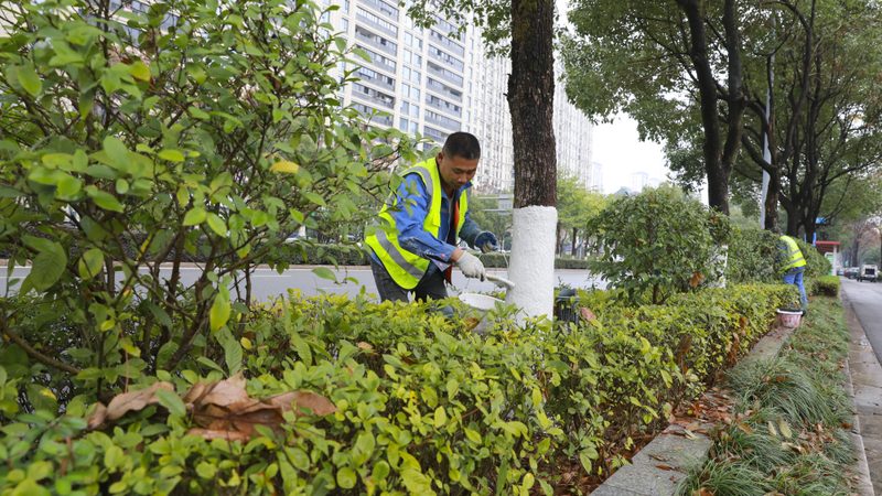 道路绿化病虫害防治：关键技术与实施要点